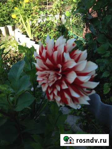 Дача 43 м² на участке 6 сот. на продажу в Полевском Полевской - изображение 1