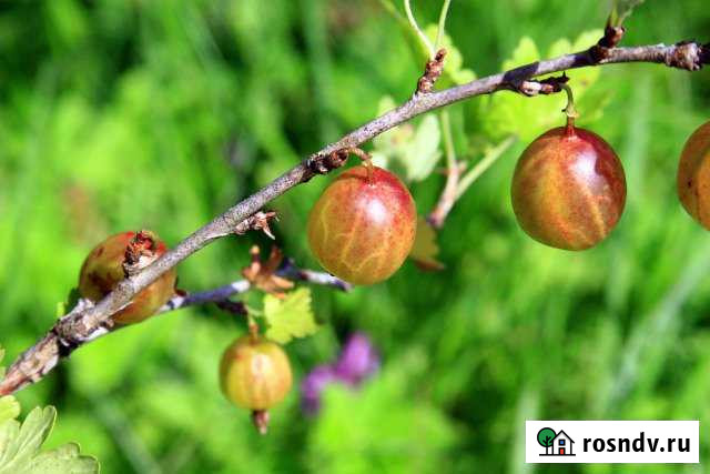 Участок СНТ, ДНП 8 сот. на продажу в Электрогорске Электрогорск - изображение 1