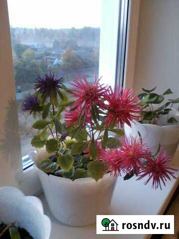 2-комнатная квартира, 52 м², 5/5 эт. на продажу в Грибановском Грибановский - изображение 1