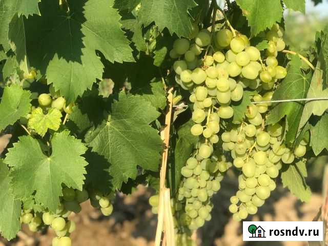 Участок СНТ, ДНП 200 сот. в аренду в Новокаякенте Новокаякент - изображение 1