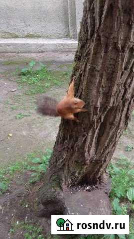 Участок ИЖС 13 сот. на продажу в ЛМС ЛМС - изображение 1