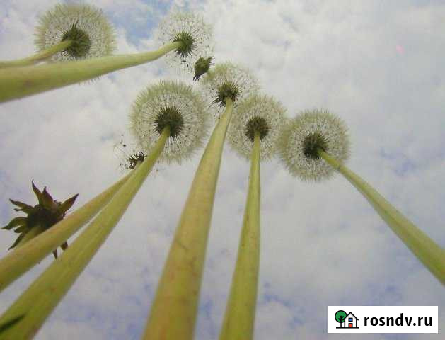 Участок СНТ, ДНП 7 сот. на продажу в Ивангороде Ивангород - изображение 1