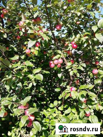 Участок СНТ, ДНП 6 сот. на продажу в Юрге Юрга - изображение 1