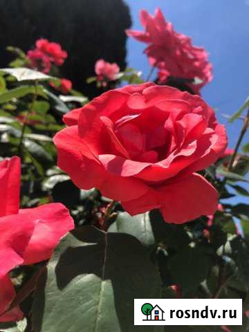 Дом 293 м² на участке 100 сот. в аренду посуточно в Алупке Алупка - изображение 1