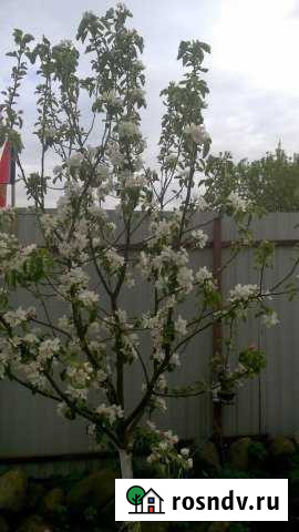 Дом 69 м² на участке 8 сот. на продажу в Мурино Мурино - изображение 1