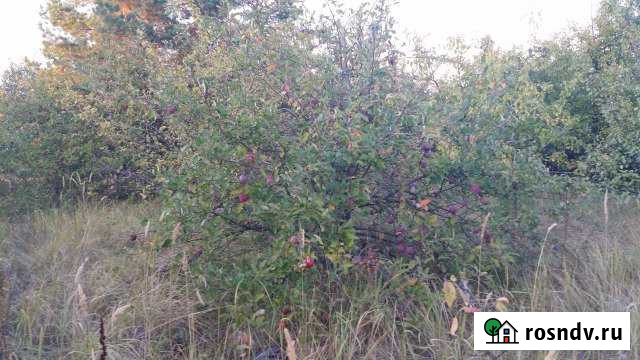 Участок СНТ, ДНП 15 сот. на продажу в Рамони Рамонь - изображение 1