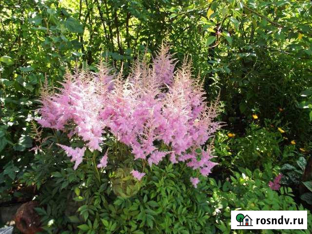 Дача 36.5 м² на участке 5.1 сот. на продажу в Черноголовке Черноголовка - изображение 1