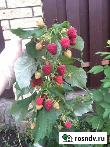 Участок ИЖС 8 сот. на продажу в Саратовской Саратовская - изображение 1