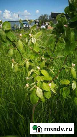 Участок СНТ, ДНП 14 сот. на продажу в Анапской Анапская - изображение 1