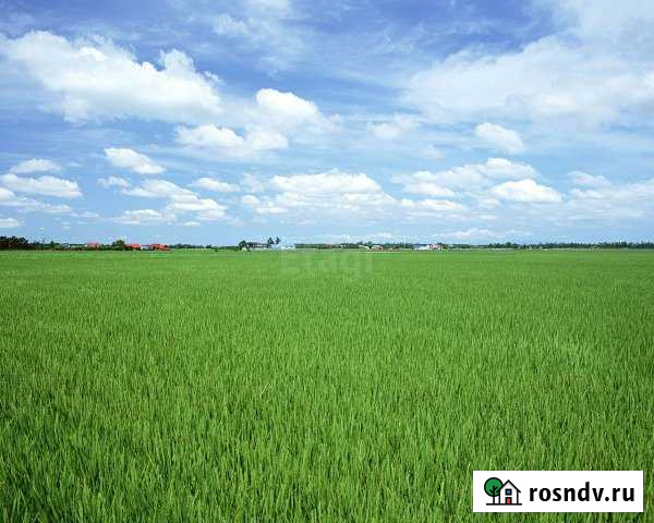 Участок СНТ, ДНП 400 сот. на продажу в Волосово Волосово - изображение 1