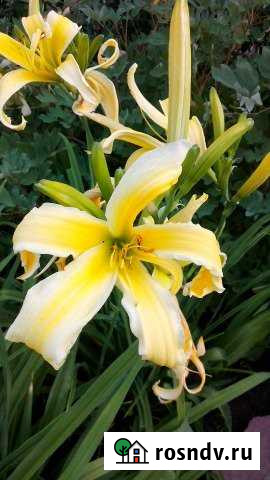 Дача 75 м² на участке 4 сот. на продажу в Энгельсе Энгельс - изображение 1