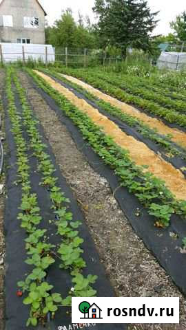 Участок СНТ, ДНП 6 сот. на продажу в Южно-Сахалинске Южно-Сахалинск - изображение 1