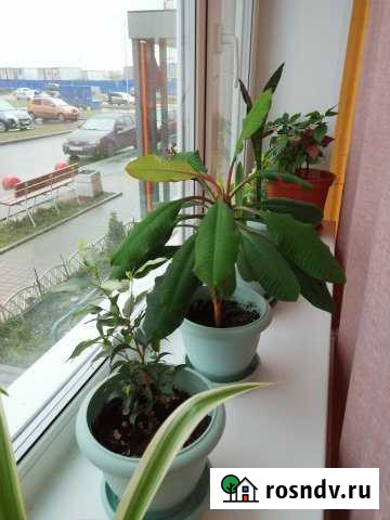 1-комнатная квартира, 35 м², 1/12 эт. на продажу в Буграх Бугры - изображение 1