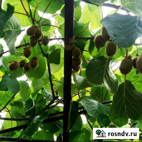 Комната 18 м² в 3-ком. кв., 2/3 эт. в аренду посуточно в Шепси Шепси - изображение 1