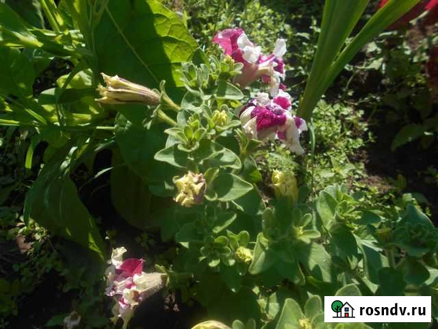 Участок ИЖС 5 сот. на продажу в Бирске Бирск - изображение 1