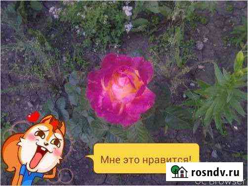 Участок ИЖС 10 сот. на продажу в Строителе Белгородской области Строитель