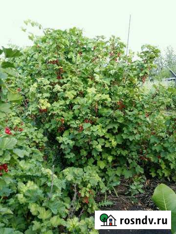 Участок СНТ, ДНП 12 сот. на продажу в Новосемейкино Новосемейкино - изображение 1