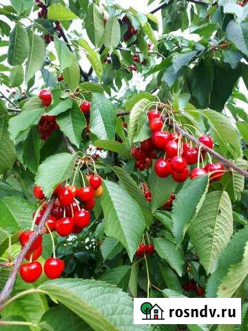 Дом 56 м² на участке 46 сот. на продажу в Петровской Петровская - изображение 1