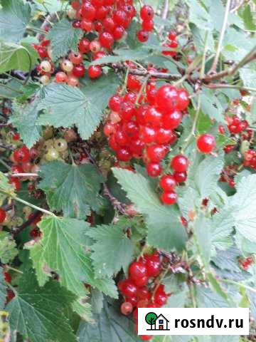 Участок СНТ, ДНП 6 сот. на продажу в Кимрах Кимры - изображение 1