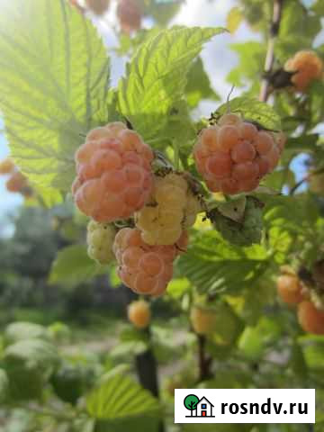 Дача 20 м² на участке 5 сот. на продажу в Линде Линда - изображение 1