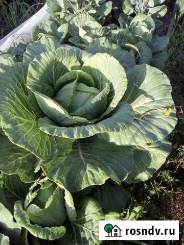 Участок ИЖС 20 сот. на продажу в Ногинске Ногинск - изображение 1