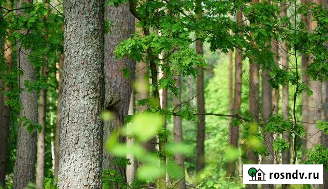 Участок ИЖС 16 сот. на продажу в Кингисеппе Кингисепп - изображение 1