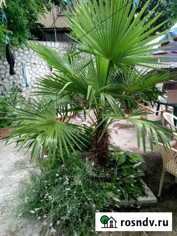 Комната 20 м² в 3-ком. кв., 1/2 эт. в аренду посуточно в Туапсе Туапсе - изображение 1