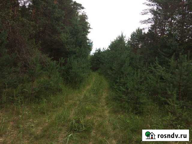 Участок СНТ, ДНП 160 сот. на продажу в Палкино Палкино - изображение 1