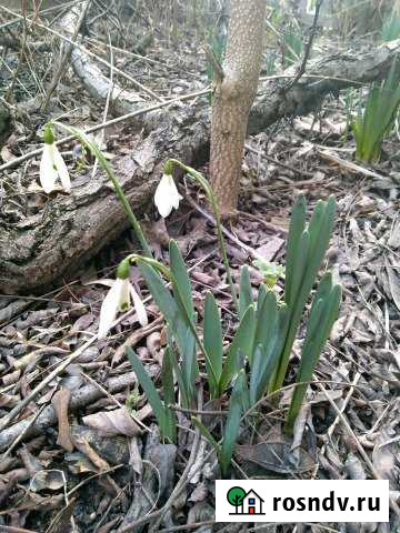 Участок СНТ, ДНП 6 сот. на продажу в Гайдуке Гайдук - изображение 1