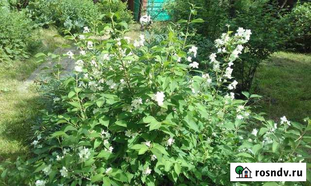 Дом 20 м² на участке 10 сот. в аренду посуточно в Большом Лугу Большой Луг - изображение 1