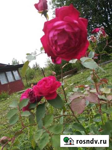 Дача 30 м² на участке 8 сот. на продажу в Воровского Воровского - изображение 1