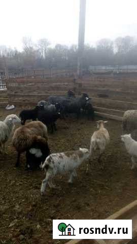 Участок СНТ, ДНП 900 сот. на продажу в Майском Республики Кабардино-Балкария Майский - изображение 1