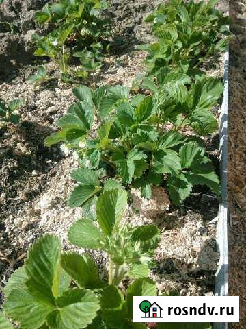 Участок СНТ, ДНП 4 сот. на продажу в Вологде Вологда - изображение 1