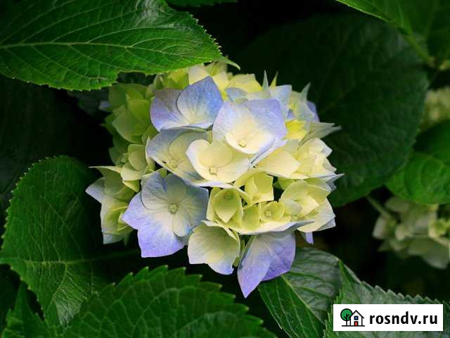 Участок ИЖС 6 сот. на продажу в Карабулаке Карабулак - изображение 1