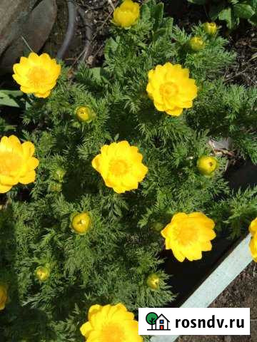 Участок СНТ, ДНП 6 сот. на продажу в Ирбите Ирбит - изображение 1