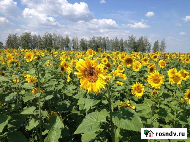 Участок ИЖС 45 сот. на продажу в Донском Липецкой области Донское - изображение 1