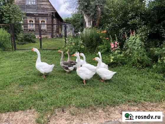 Участок СНТ, ДНП 8 сот. на продажу в Мещерино Мещерино