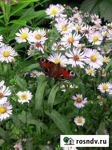 Участок ИЖС 50 сот. на продажу в Зубцове Зубцов - изображение 1