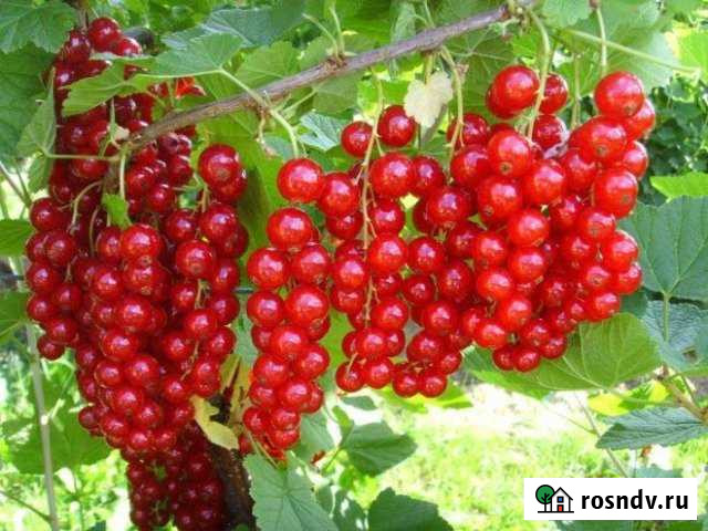 Участок ИЖС 18 сот. на продажу в Лысково Лысково - изображение 1