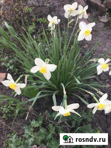 Участок ИЖС 5 сот. на продажу в Рассвете Ростовской области Рассвет - изображение 1