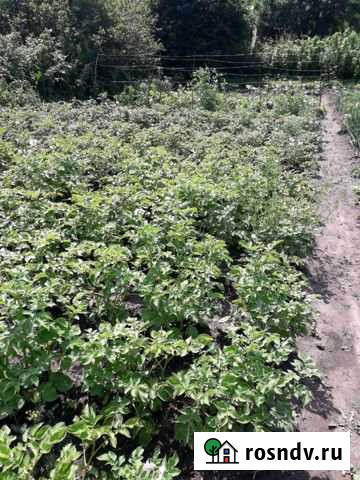 Участок СНТ, ДНП 17 сот. на продажу в Балтийске Балтийск - изображение 1