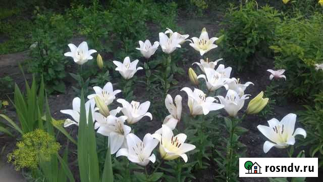 Дача 45 м² на участке 7.5 сот. на продажу в Сызрани Сызрань - изображение 1