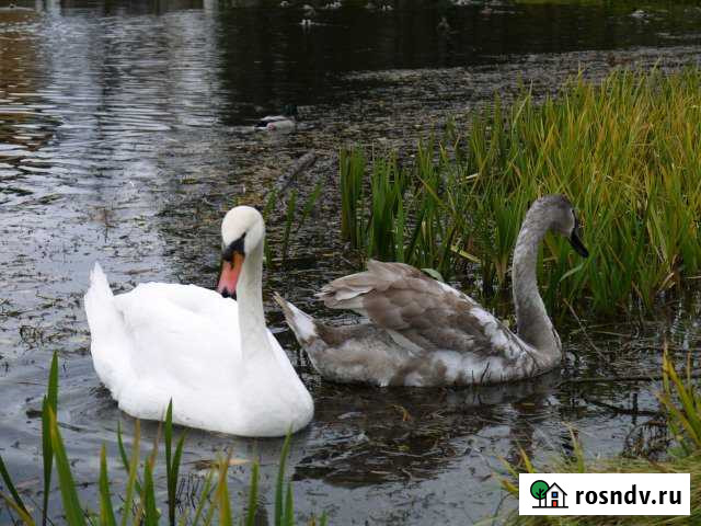 Участок ИЖС 25 сот. на продажу в Сясьстрое Сясьстрой - изображение 1