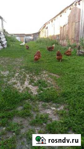 Участок ИЖС 1 сот. на продажу в Серебряных Прудах Серебряные Пруды - изображение 1