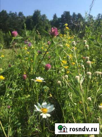 Участок ИЖС 10 сот. на продажу в Шипуново Шипуново - изображение 1