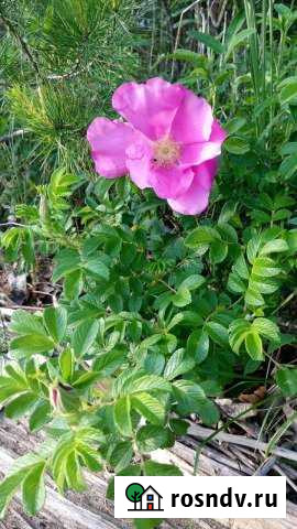 Участок СНТ, ДНП 9 сот. на продажу в Полазне Полазна - изображение 1