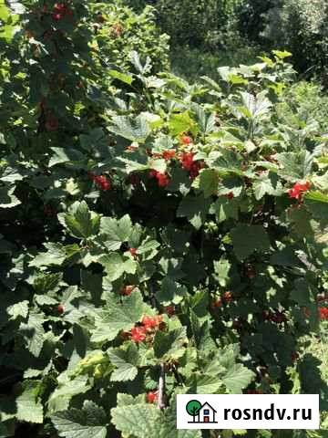 Участок СНТ, ДНП 7 сот. на продажу в Лузино Лузино - изображение 1