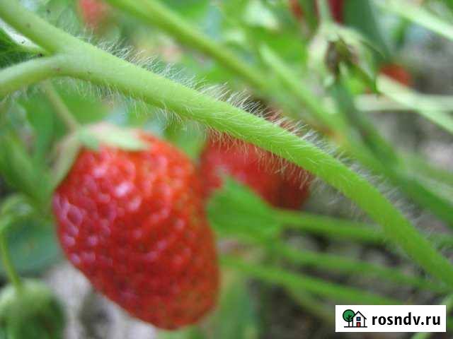 Участок СНТ, ДНП 6 сот. на продажу в Столбовой Столбовая - изображение 1