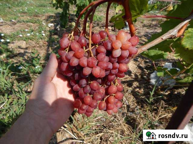 Дача 20 м² на участке 4 сот. на продажу в Тамани Тамань - изображение 1