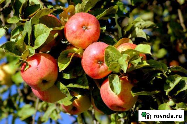 Участок СНТ, ДНП 6 сот. на продажу в Нижнекамске Нижнекамск - изображение 1